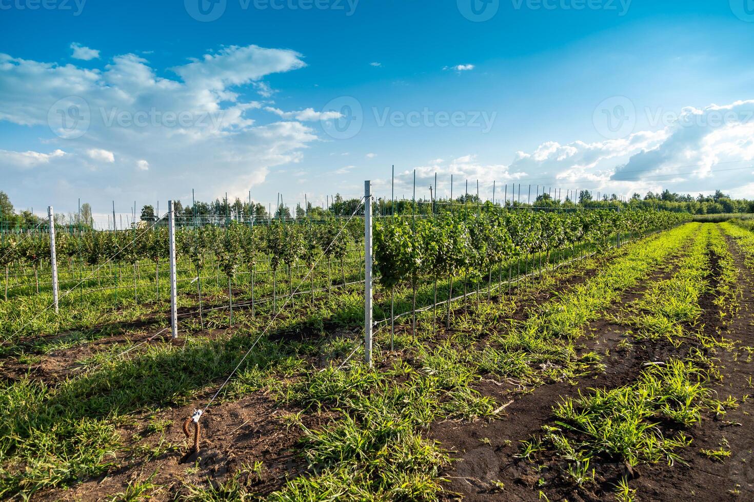 Apple tree seedlings in the nursery on drip irrigation photo