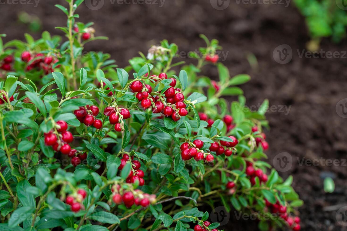 Vaccinium vitis-idaea Koralle in garden. Macro of red lingonberries. photo