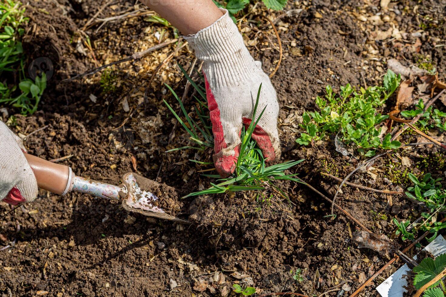hands of gardener with weed in the vegetable garden photo