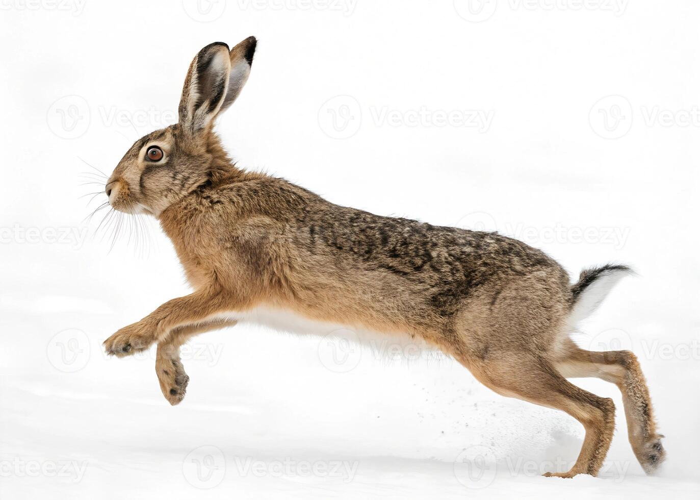 A European hare mid-jump with its ears back, powerful hind legs extended, fur detailed against the white background photo