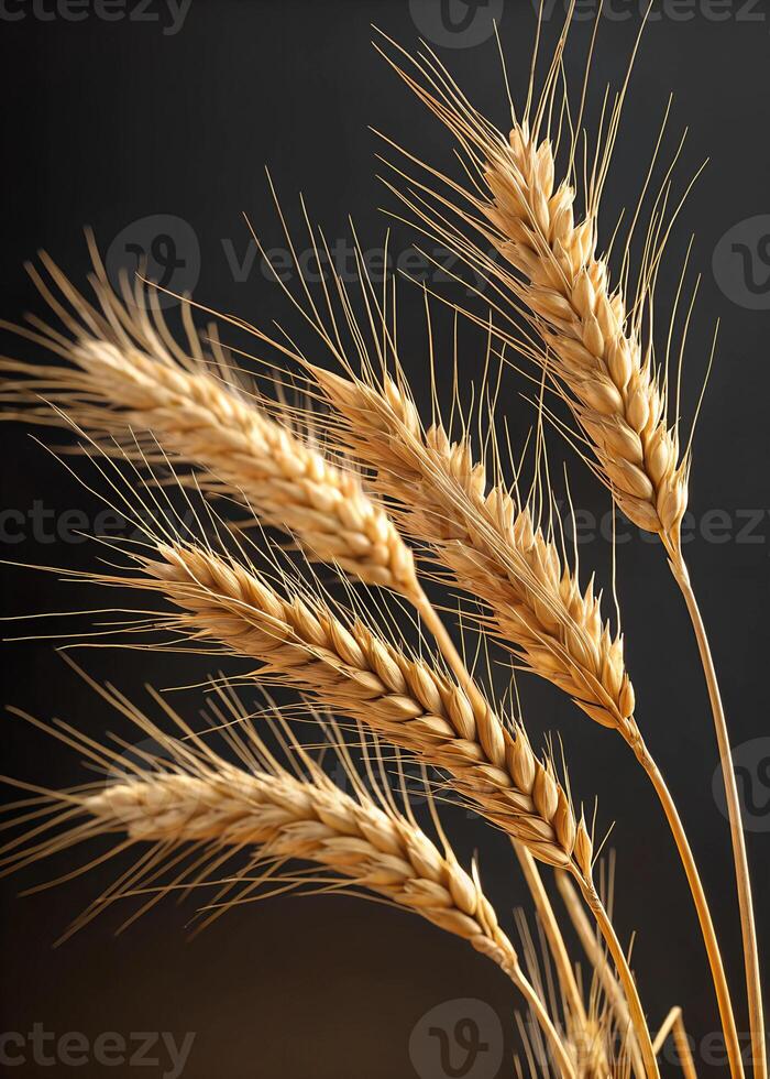 Dried Wheat, isolated on a dark background photo