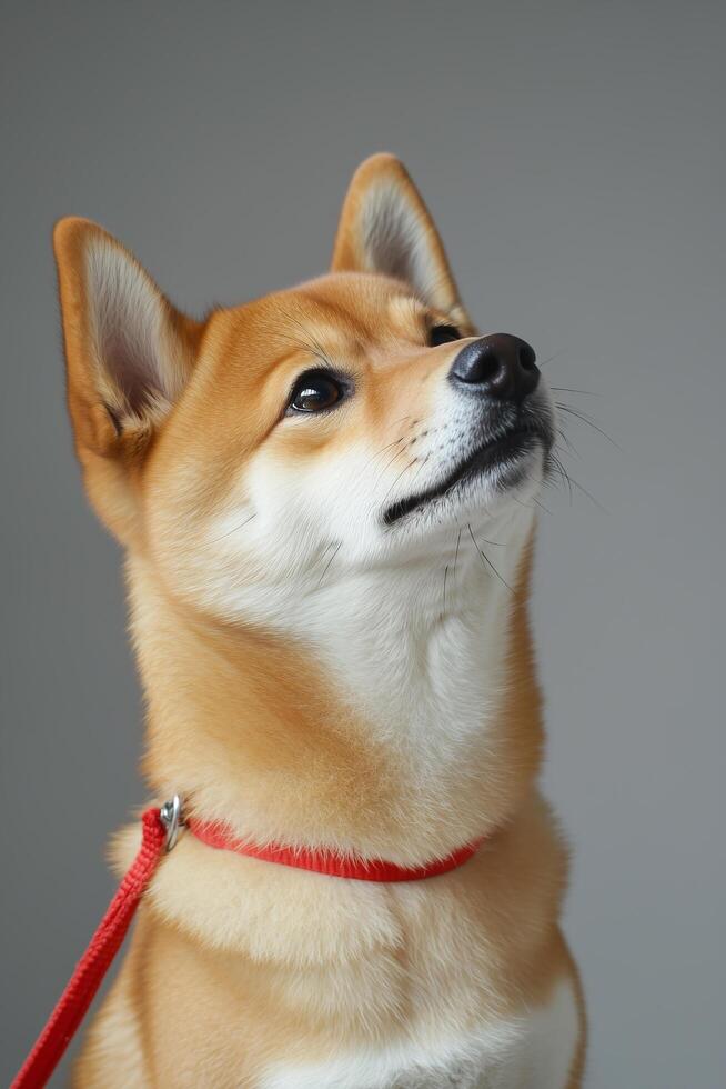 A shiba inu dog wearing a red collar photo