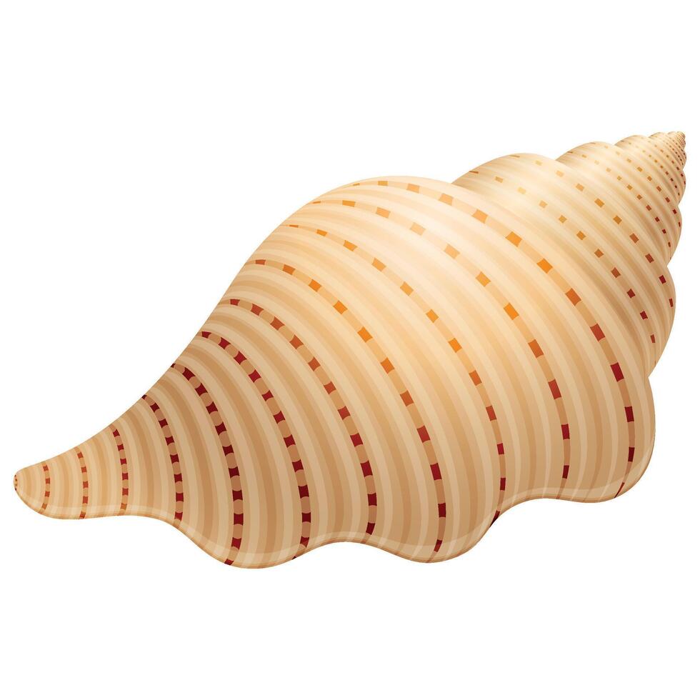 brown sea wavy shell for mollusc on white background vector