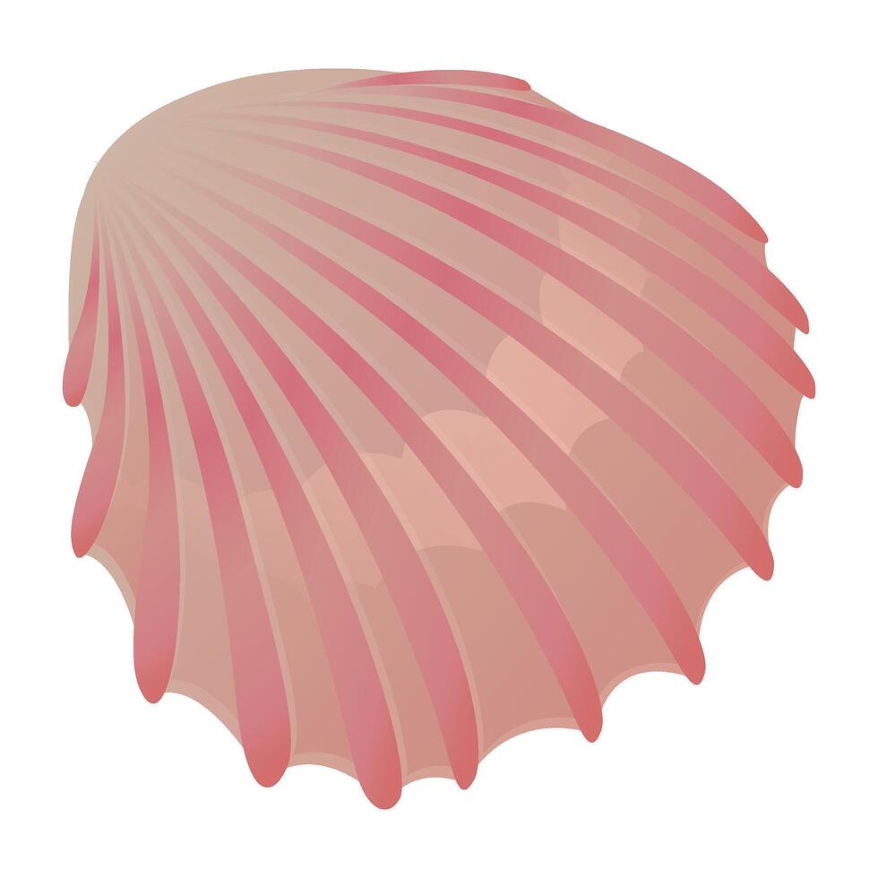 pink ribbed sea shell on white background vector
