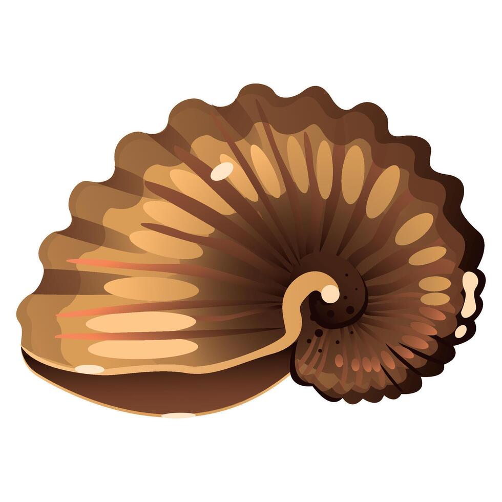 brown sea shell for mollusc on white background vector