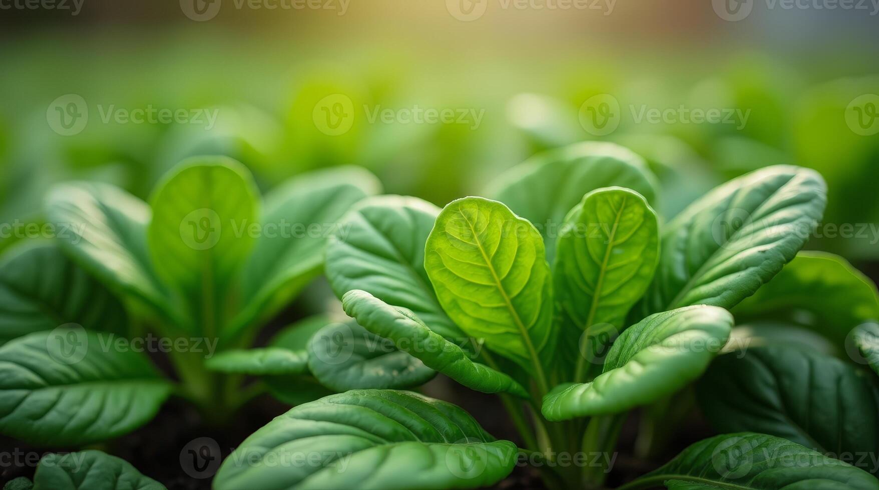 Fresh green spinach plants growing in garden, close-up of vibrant leaves in sunlight, organic farming and healthy food concept photo