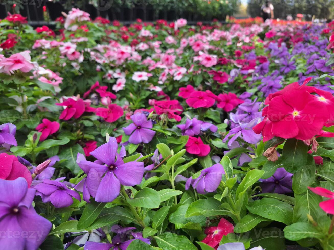 Blurred image of a garden of multi-colored flowers in a park photo
