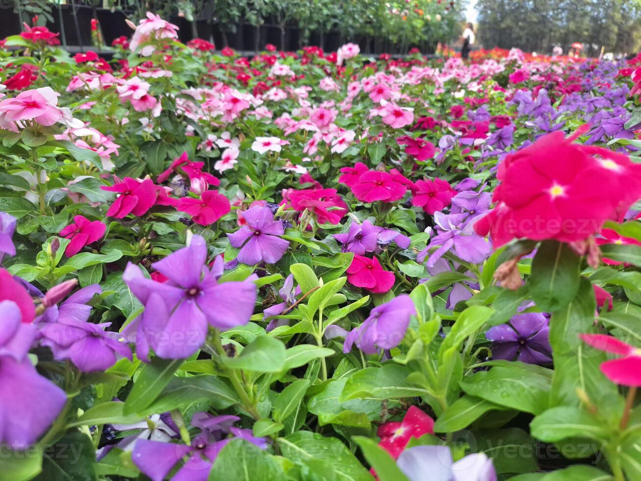 Blurred image of a multi-colored flower garden in a public park. photo