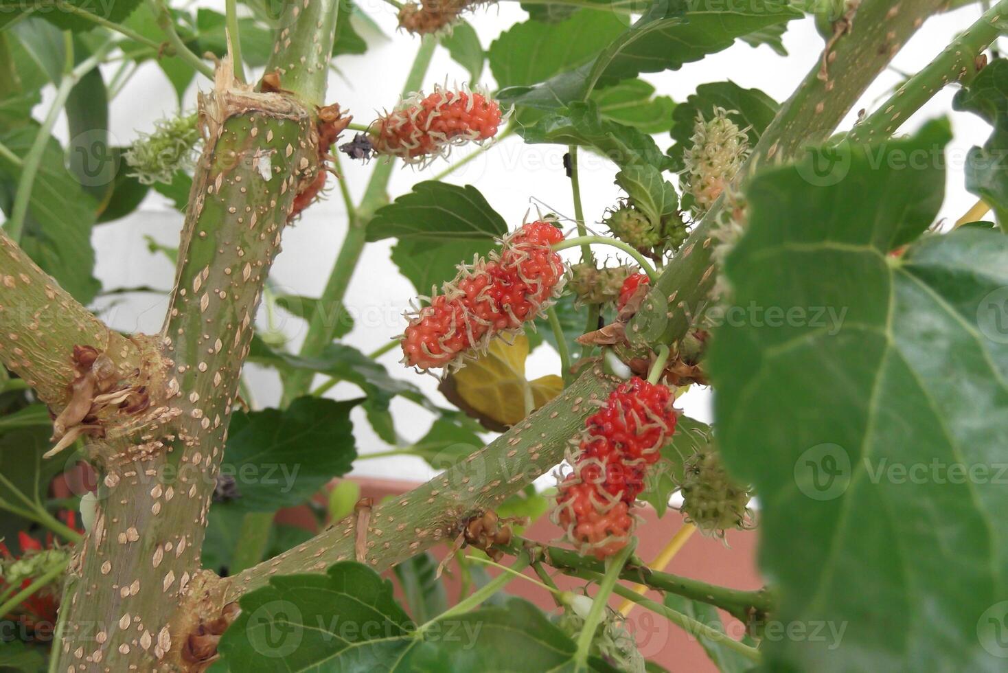 Picture of red mulberry in the garden photo