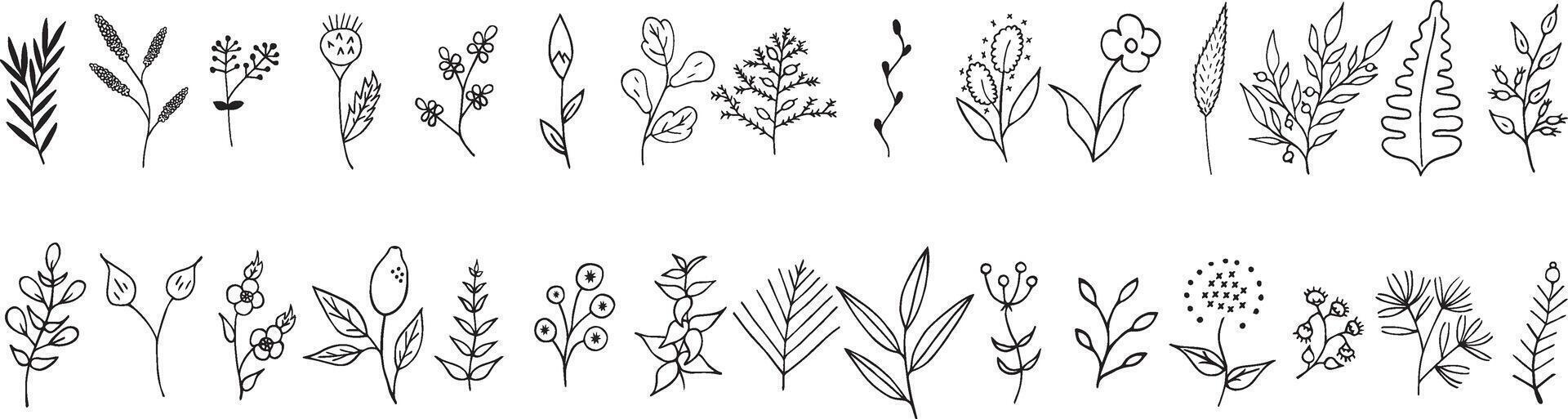 a set of hand drawn plants and flowers, floral vector