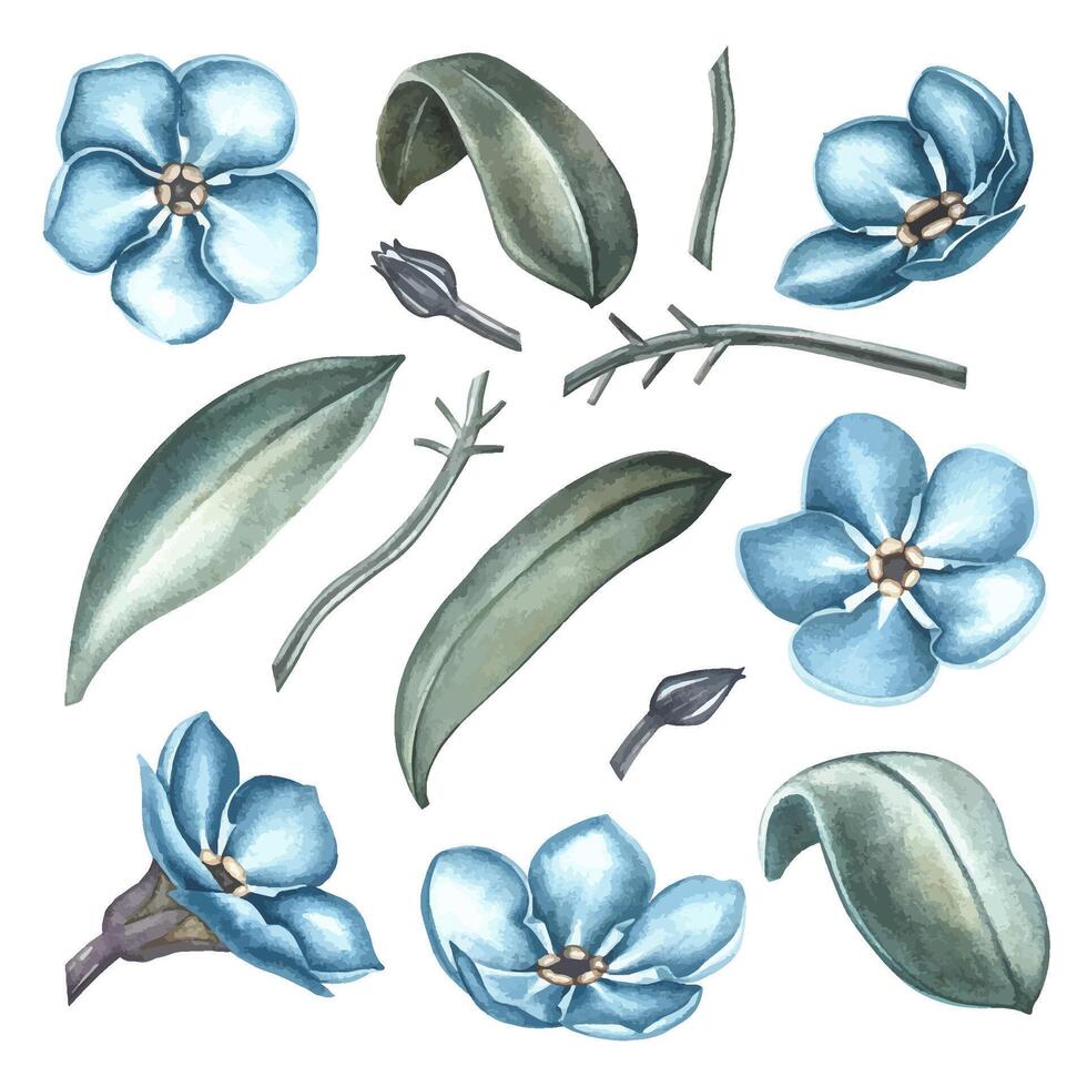 A set with forget-me-nots flowers. A watercolor illustration. Highlight it. Clip art of a part of a forget-me-not plant. For greeting and invitation cards. For packaging, labels, textiles. vector