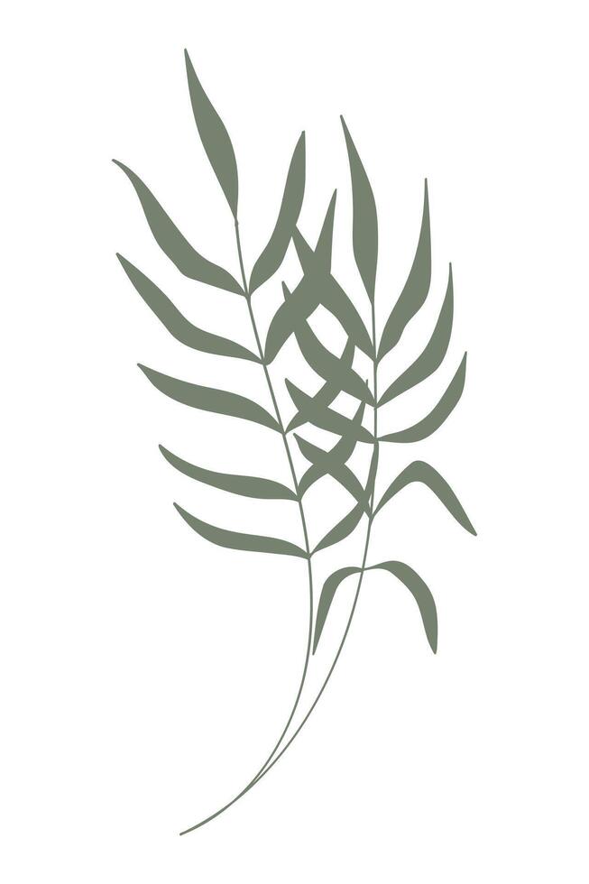 Green palm leaf tropical hand drawn. illustration. vector
