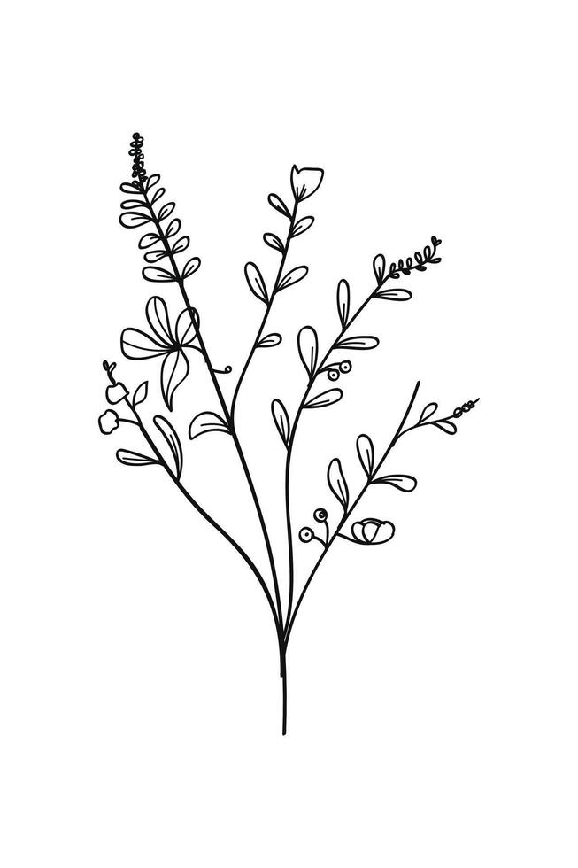 Botanical hand drawing illustration. vector