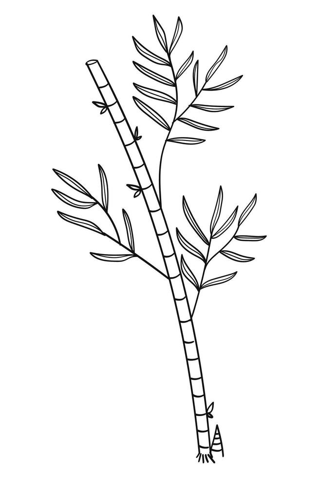 Bamboo tree line art hand drawn background. illustration vector
