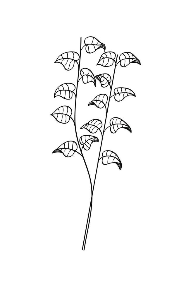 Branch leaves botanical hand-drawn line art. illustration. vector