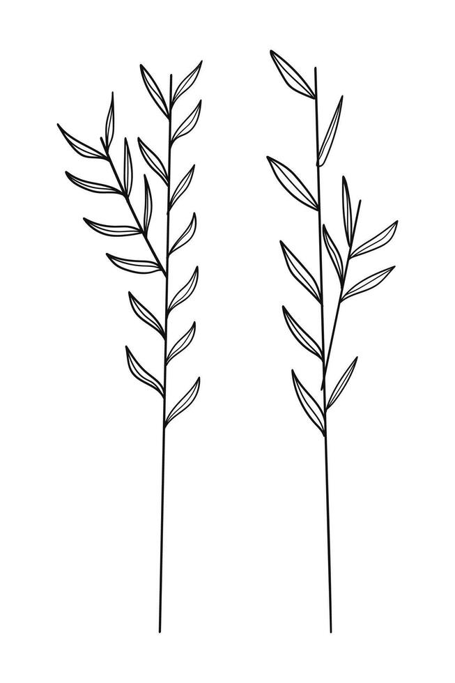 outline spice rosemary sprigs in doodle style. vector