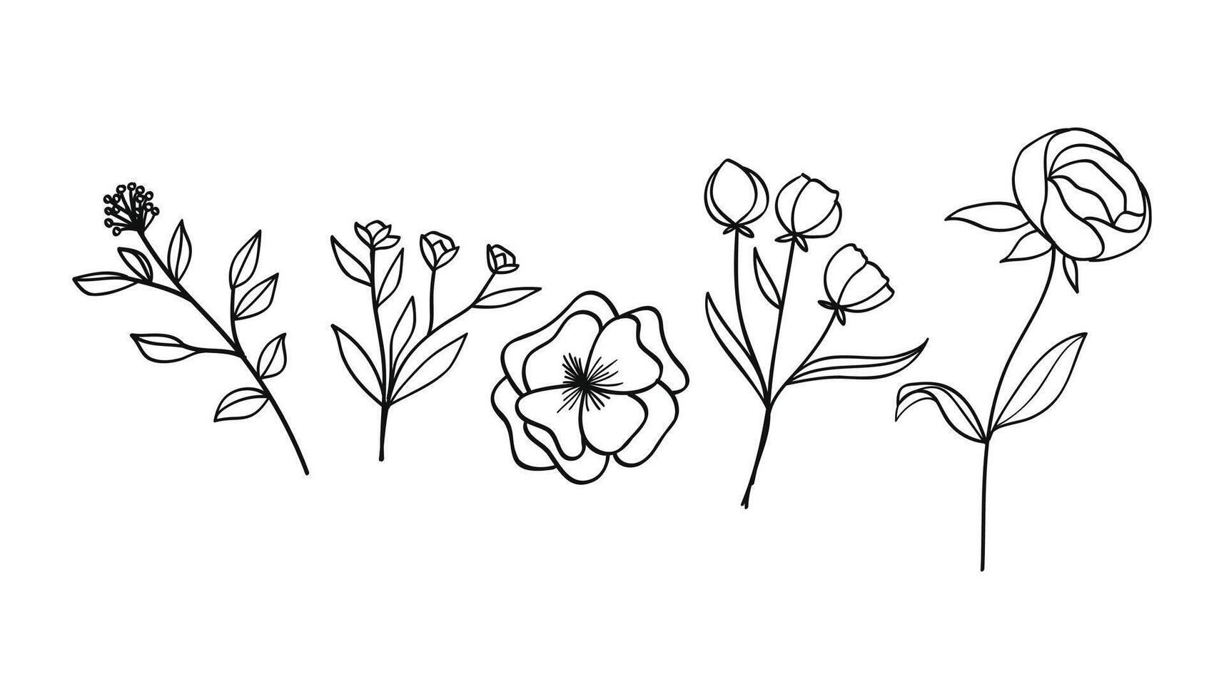 Botanical line art with flowers and leaves set. illustration vector