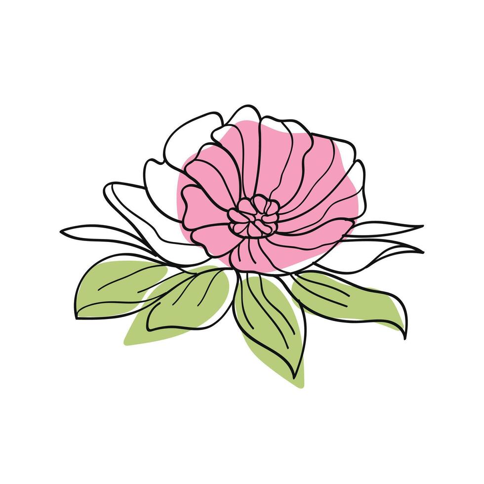 Rose pink flower botanical blossom line art drawing. illustration. vector