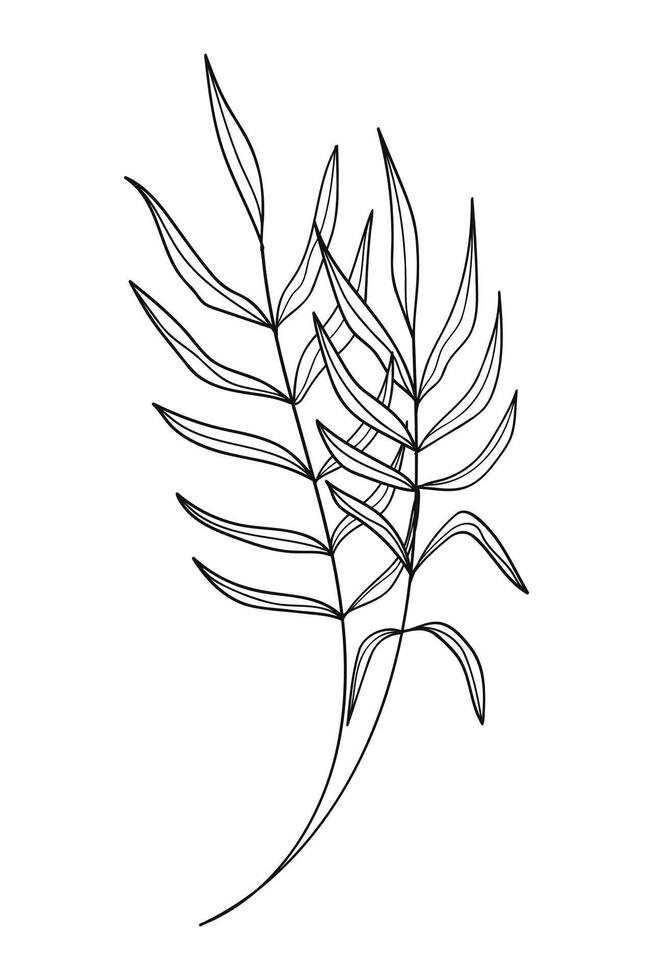 Tropical palm leaves hand-drawn line art. illustration. vector