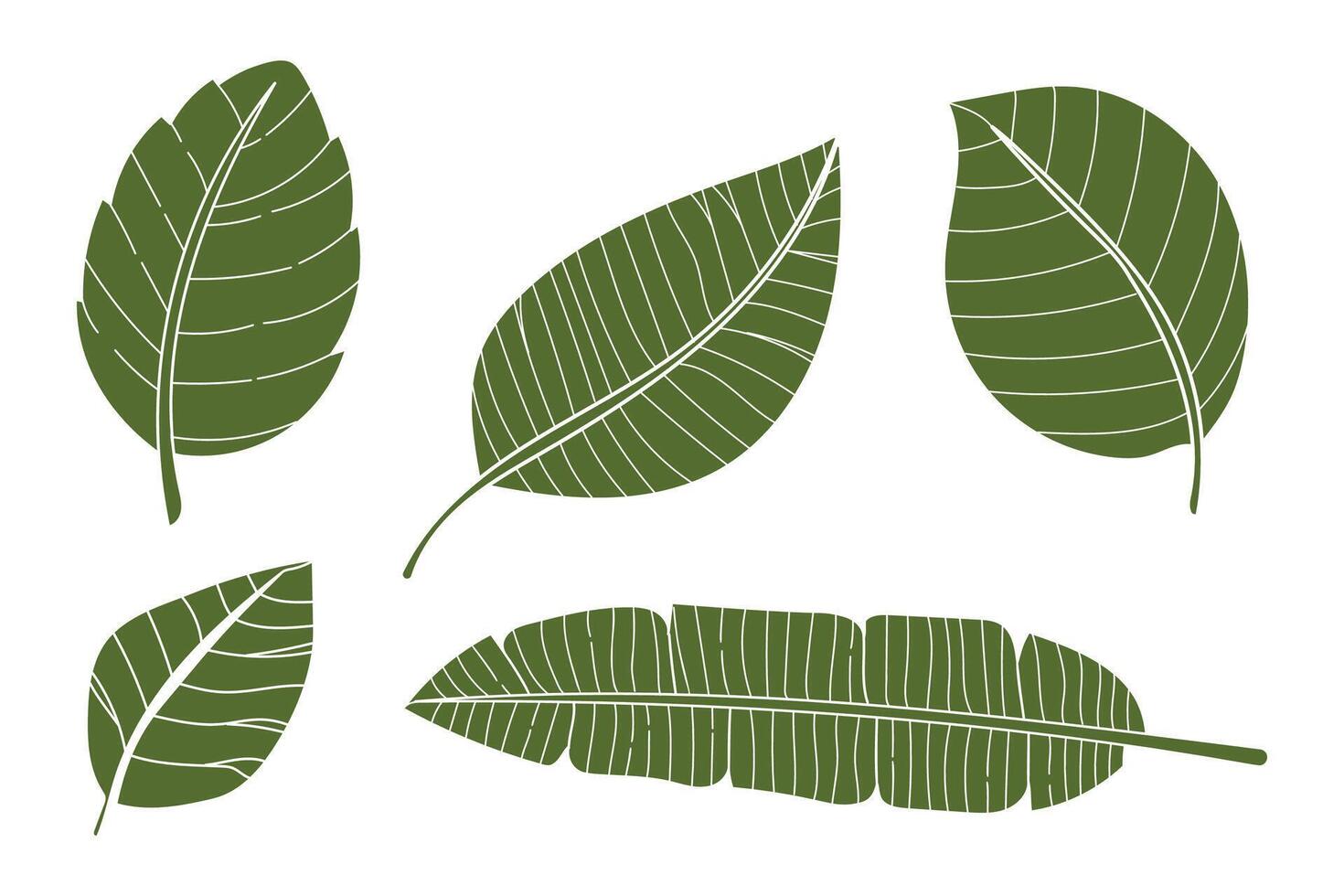 Green Leaf Collection Illustration .Tropical Foliage Set vector