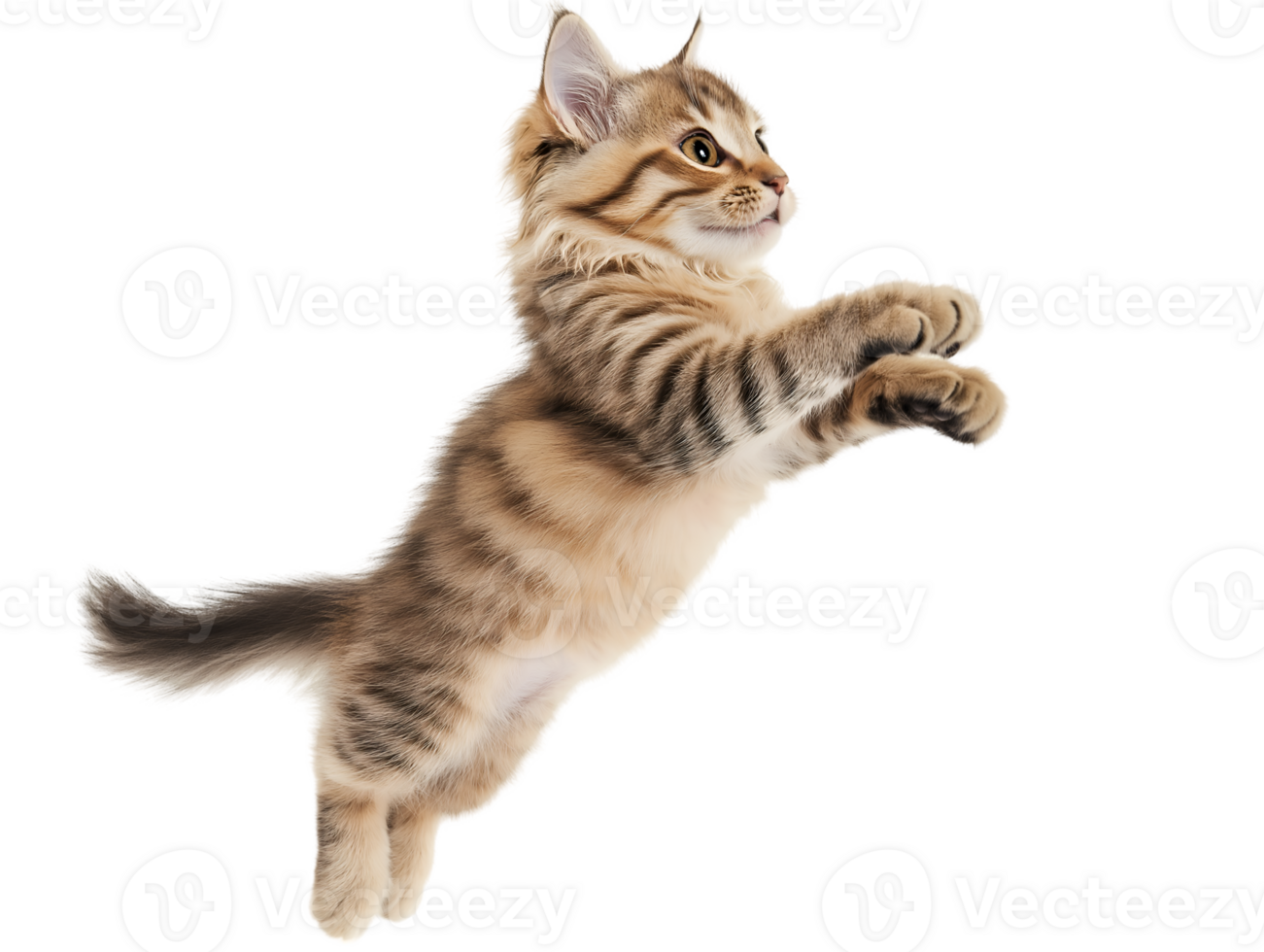 A cat jumping up in the air png