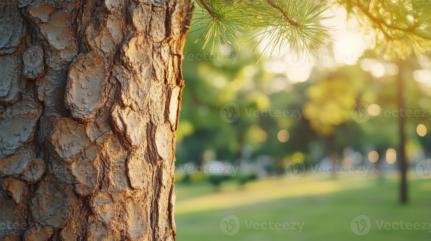 Sunlight casts a warm glow on a pine tree trunk in a calm park surrounded by green grass photo