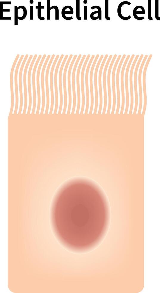 Epithelial Cell Science Design Illustration Diagram vector