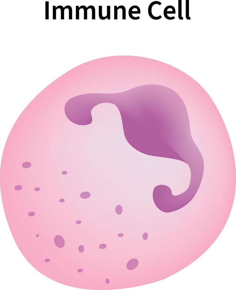 Immune Cell Science Design Illustration Diagram vector