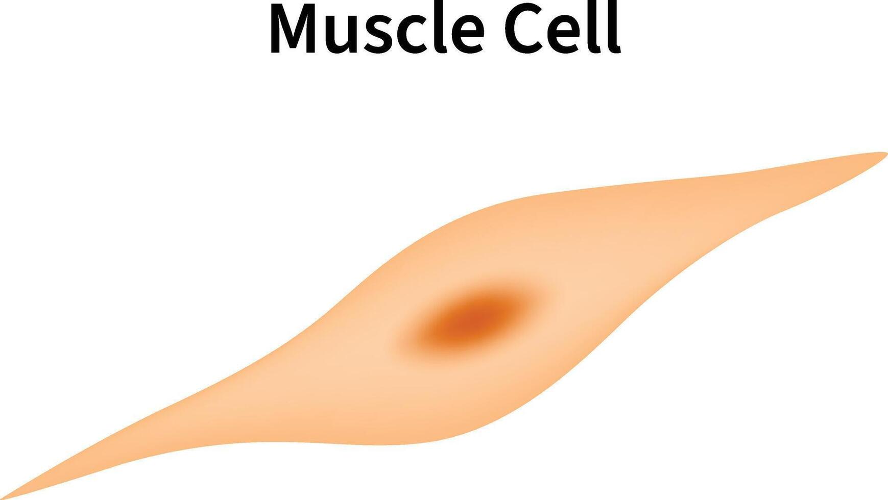 Muscle Cell Science Design Illustration Diagram vector