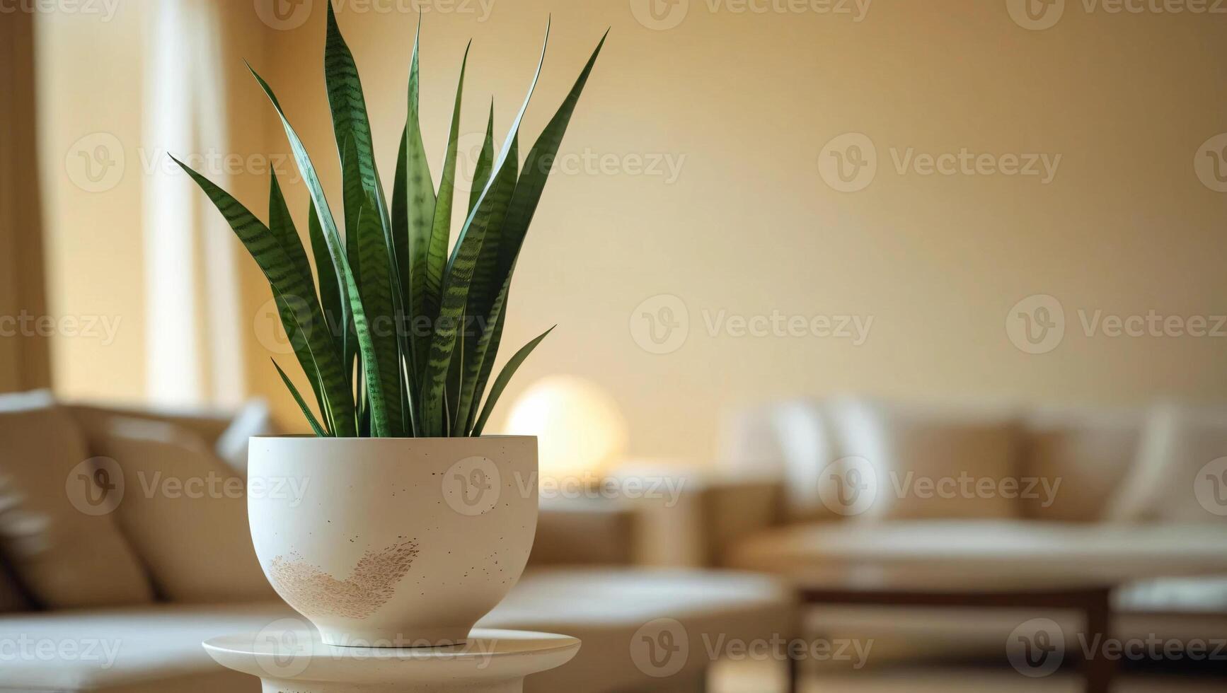 A snake plant in a white vase on a table photo
