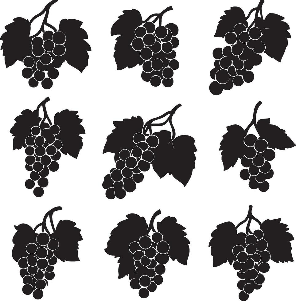 black grapes on a white background vector
