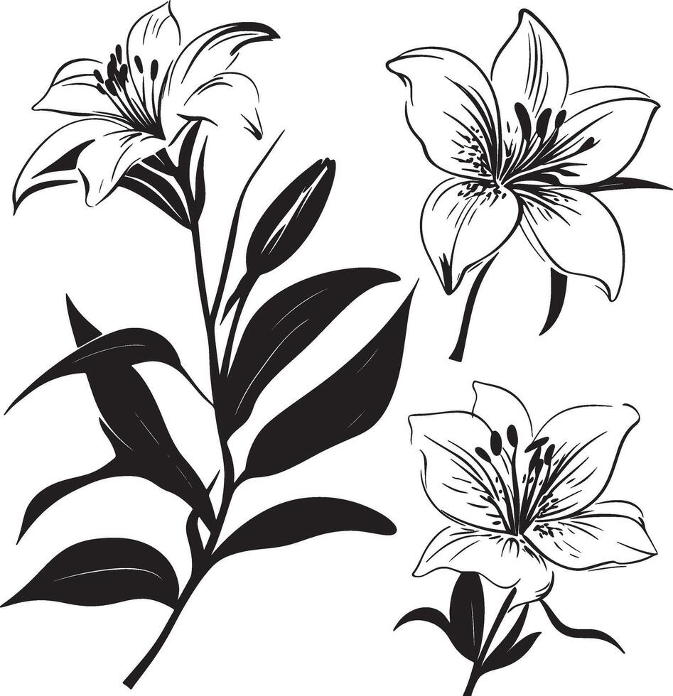 black and white lily flowers on a white background vector