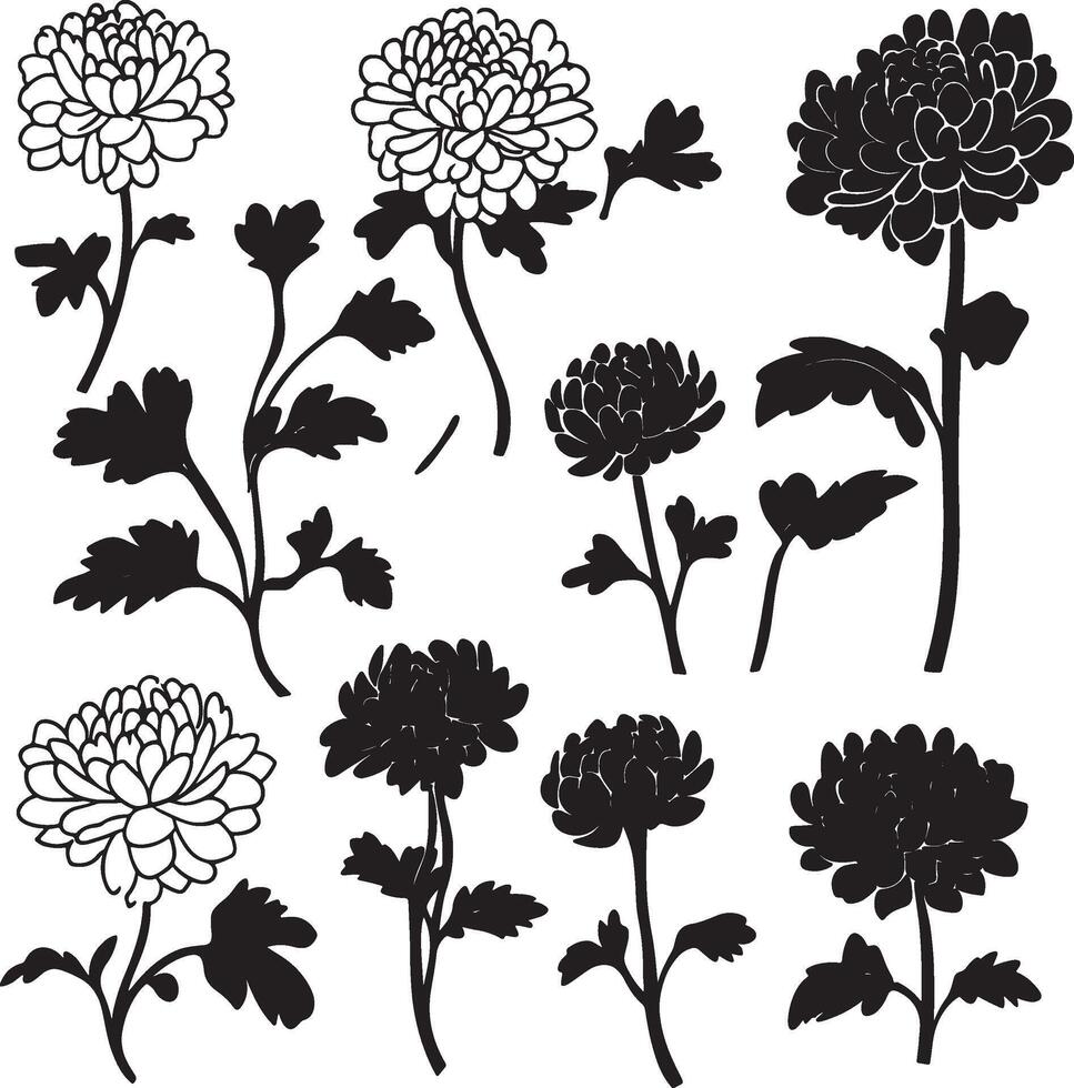 black and white chrysanthemum flowers set vector