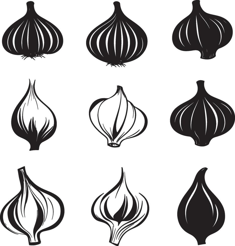 various types of garlic on a white background vector