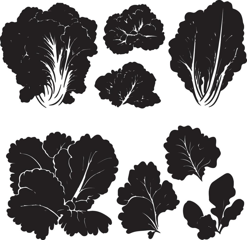 black and white silhouettes of various types of cabbage vector