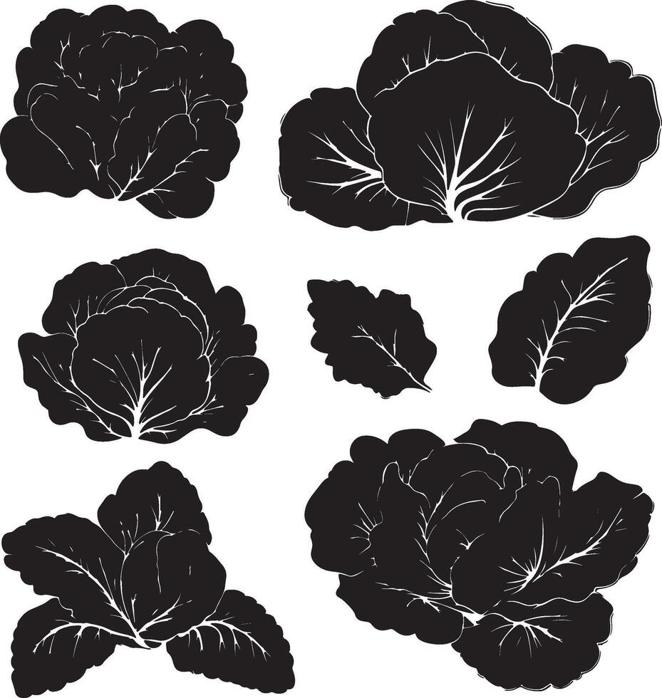 black and white cabbage leaves on a white background vector