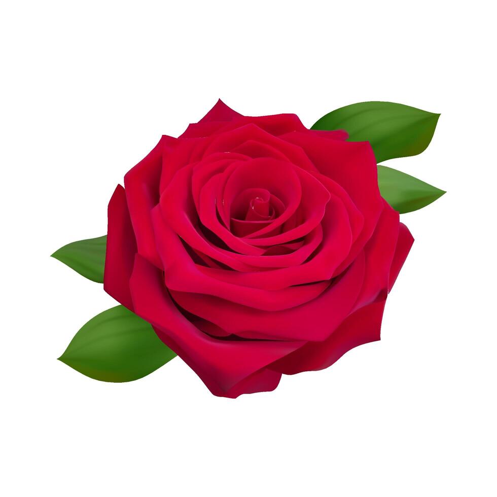 red rose flower with green leaves isolated on white background photo