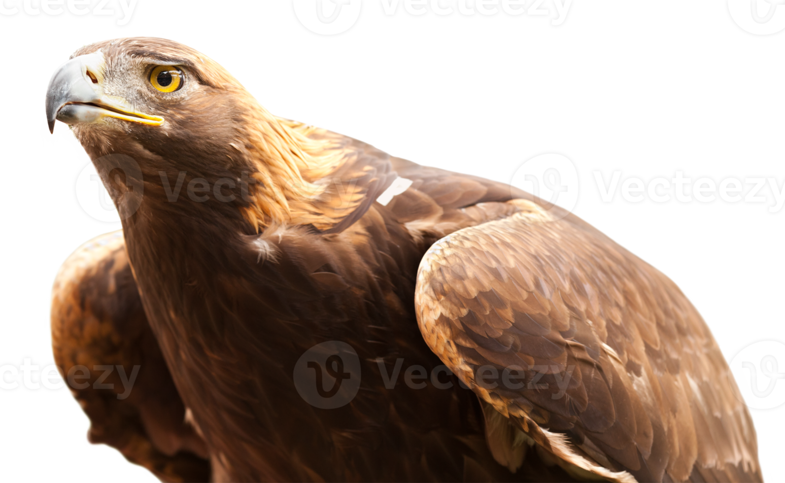 Intense California Golden Eagle Isolated. Transparent . png