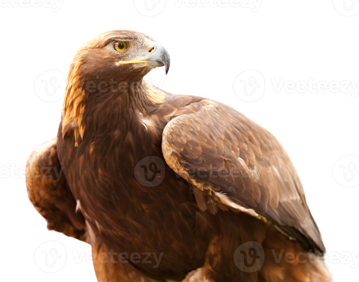 Beautiful California Golden Eagle Isolated. Transparent. png