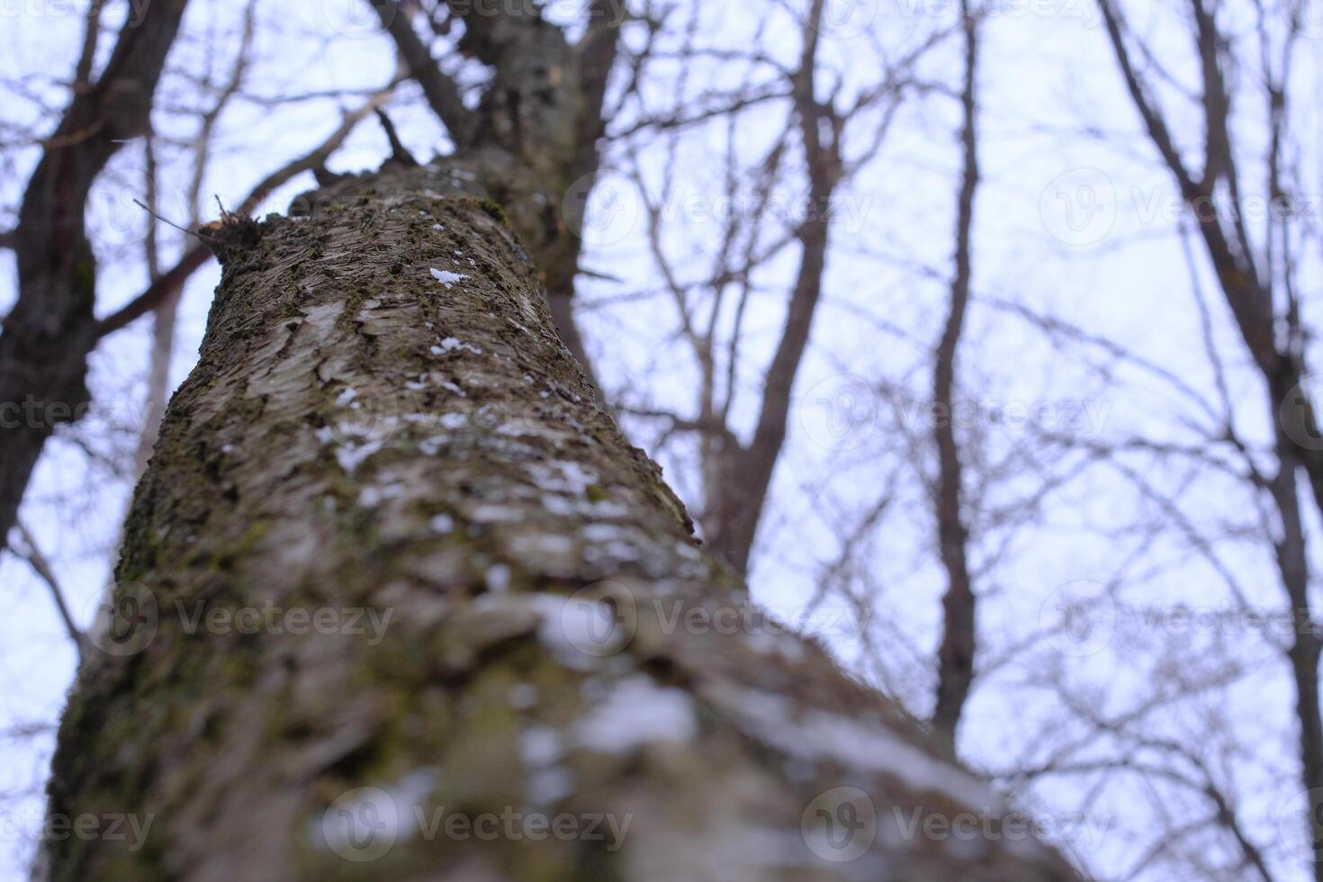 Close-up of a tree trunk with textured bark covered in snow flakes. Shooting from the bottom up creates the effect of immersion in the forest atmosphere. photo