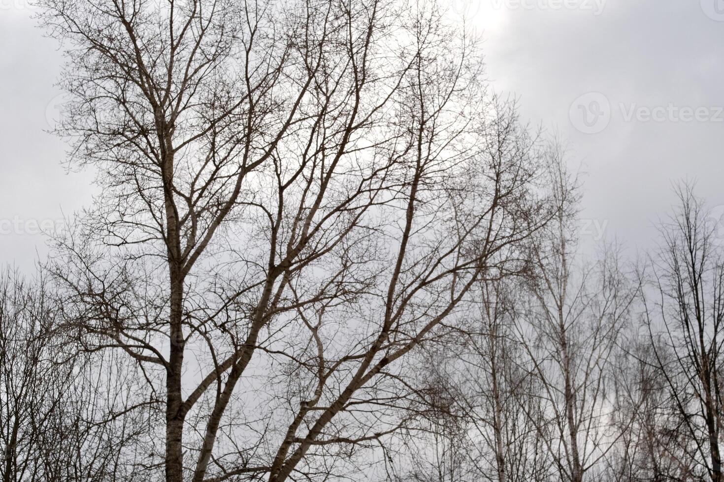 Photo of a lonely tree with spreading, curved branches against the background of an open sky. The picture conveys a sense of spaciousness and tranquility, emphasizing the natural beauty of nature.