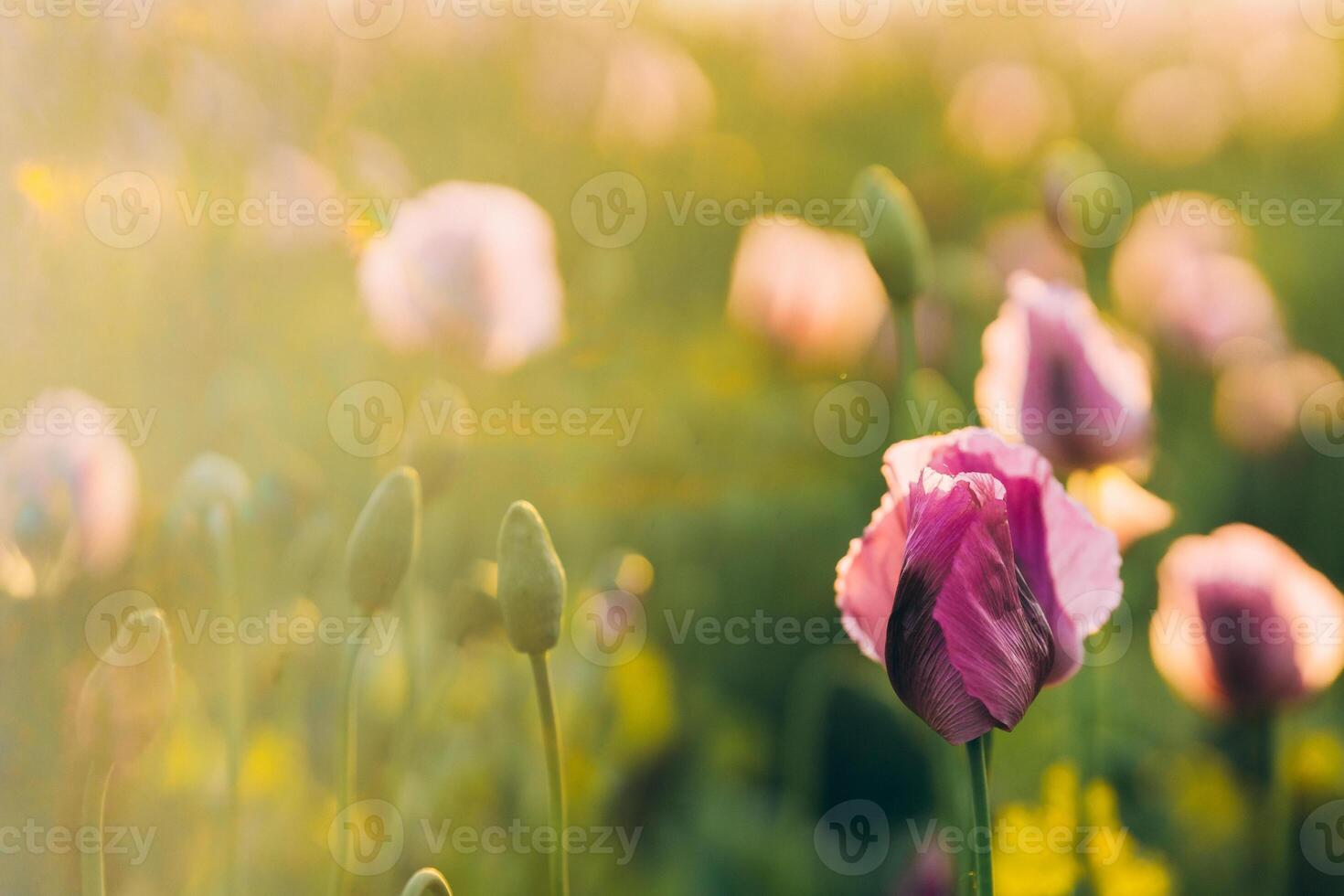 glare of the summer sun in a field of lilac poppies photo
