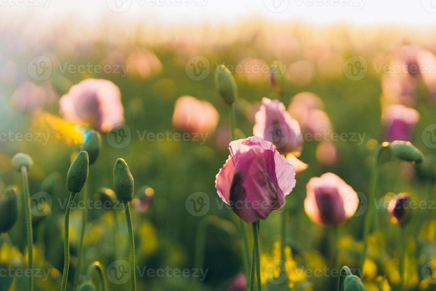 glare of the sun in summer in a field of lilac and purple poppies photo