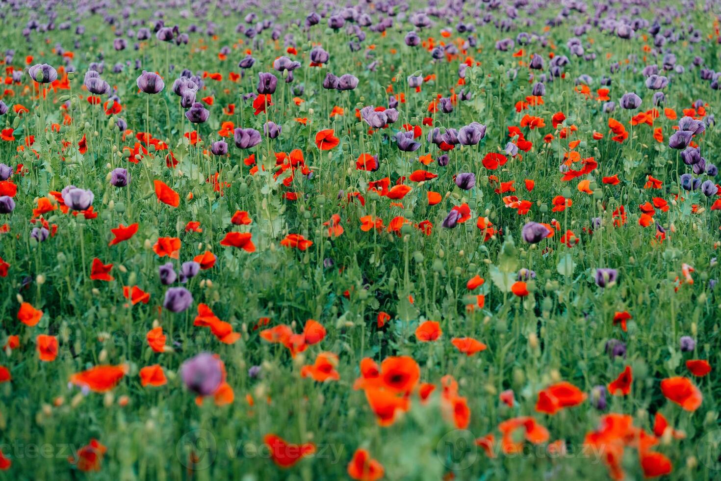 Mixing in a field of red and purple poppies photo