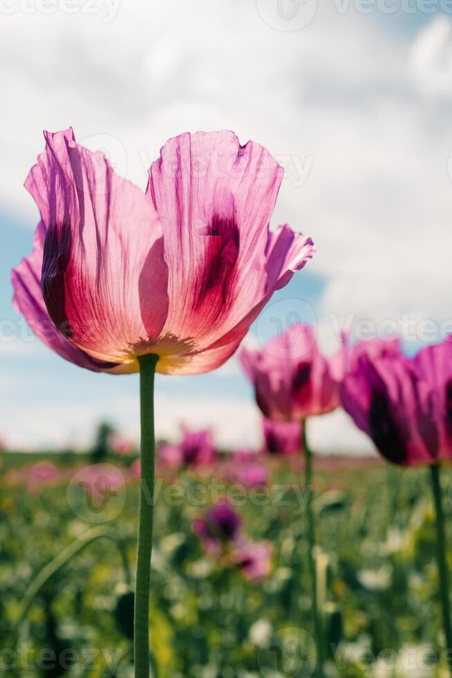 purple poppy on the field close to the camera on a sunny day photo