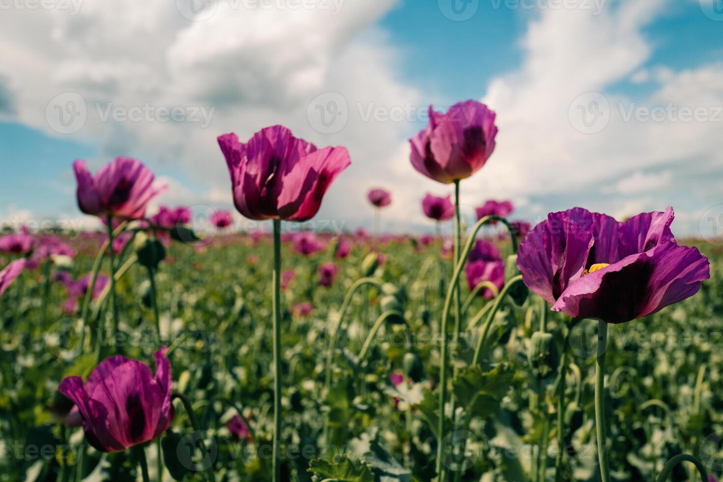 purple poppy field close up in spring on a sunny day photo