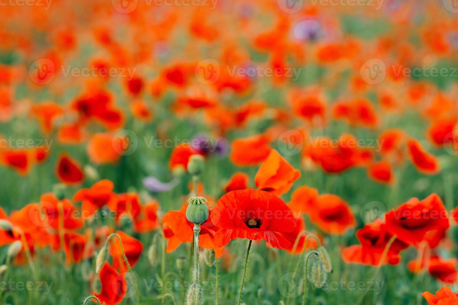 Many red poppies in the field photo