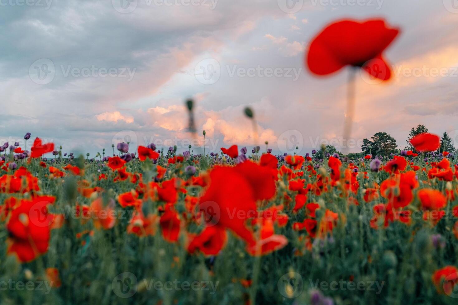 Sunset sky and poppy field photo