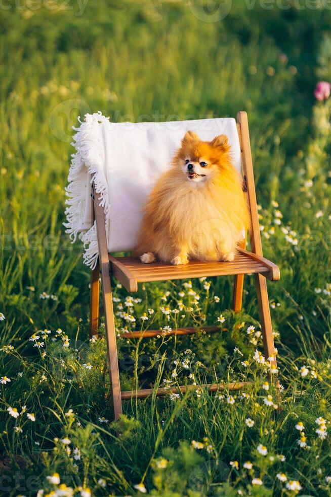 dog Pomeranian Spitz smiles and sits in a field on a wooden table photo