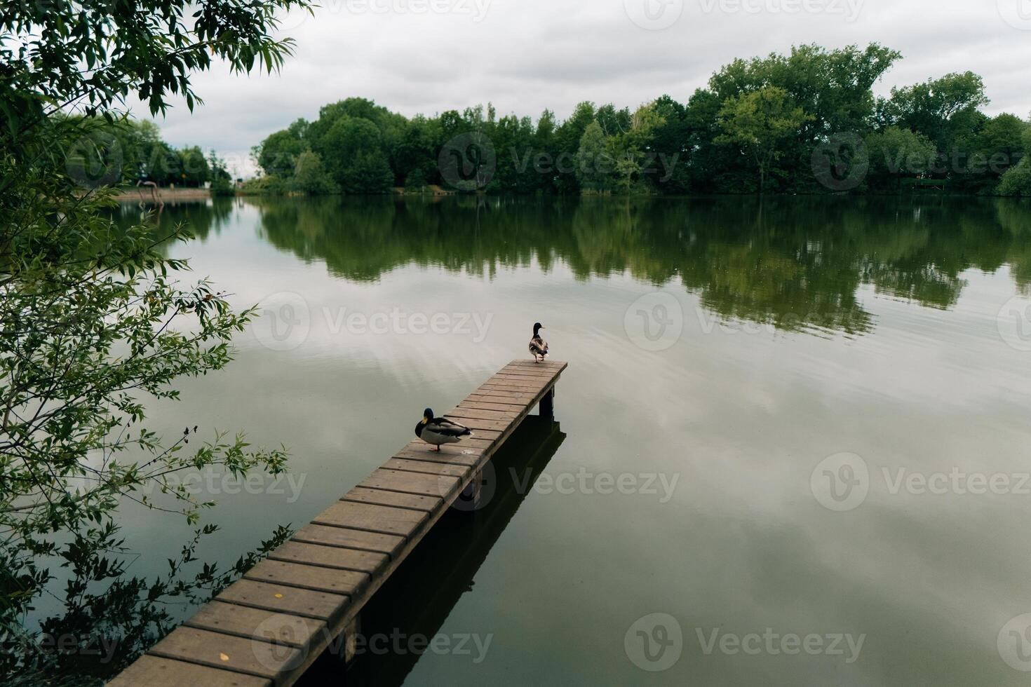 Ducks on a wooden bridge on a picturesque pond in the water photo